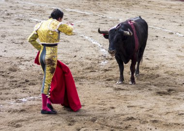 Ambato, Ekvador - 15 Şubat 2015 - Boğa ile yayan boğa güreşçisi