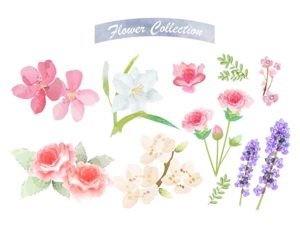 Flor elementos aquarela — Vetor de Stock