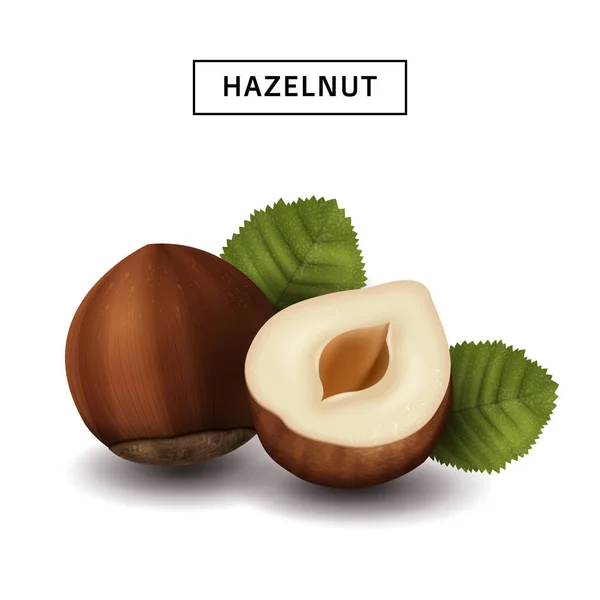 Isolated hazelnut elements — Stock Vector