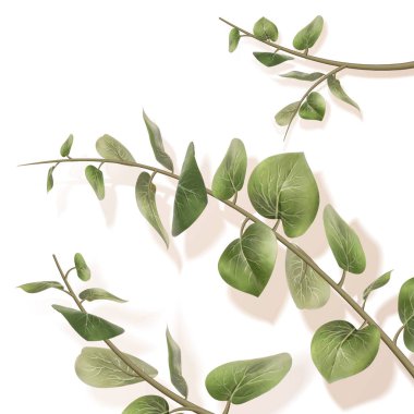 Elegant green leaves on white