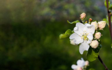 Beyaz elma çiçek ve pembe tomurcukları. Yeşil arka plan metin için yer ile bulanık.