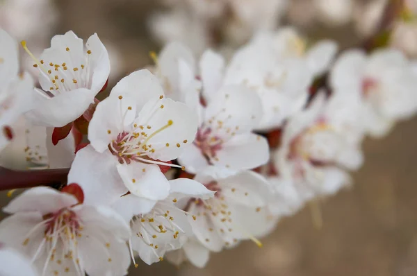 Rama de albaricoque con flores blancas sobre fondo borroso. Enfoque selectivo . — Foto de Stock