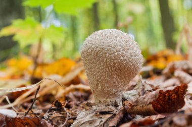 Young mushroom Lycoperdon perlatum growing in the forest clipart