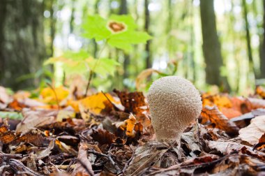 Genç mantar Lycoperdon perlatum ormanda büyüyor.