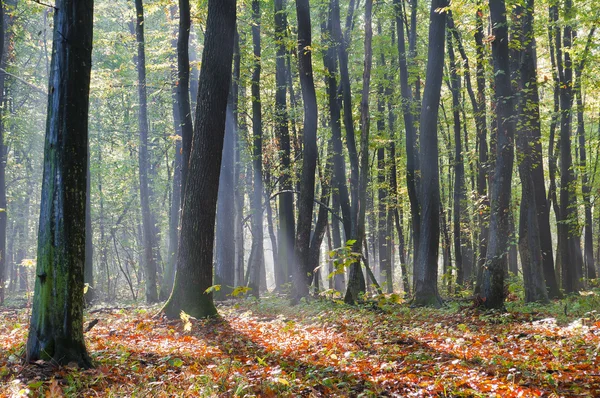 Rays of morning fog in the autumn forest — Stock Photo, Image