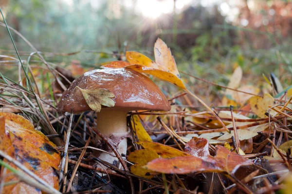 Bir çam needl ormanda büyüyen yenilebilir mantar Suillus luteus
