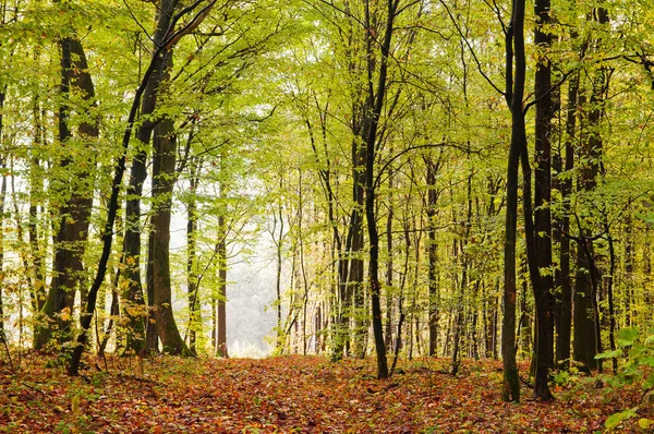 Vroege herfst in het bos — Stockfoto