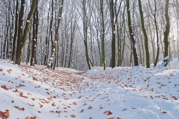 Hojas caídas de otoño sobre nieve blanca en el bosque —  Fotos de Stock