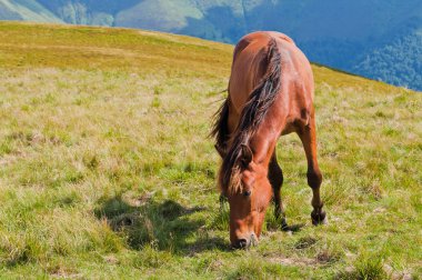 Dağlarda vadilerde otlatma genç kahverengi at. Araba