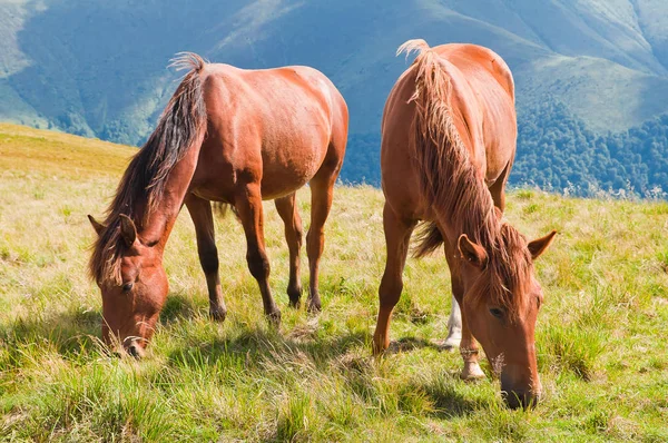 Dois cavalos castanhos pastando em pastagens de montanha em Cárpatos — Fotografia de Stock