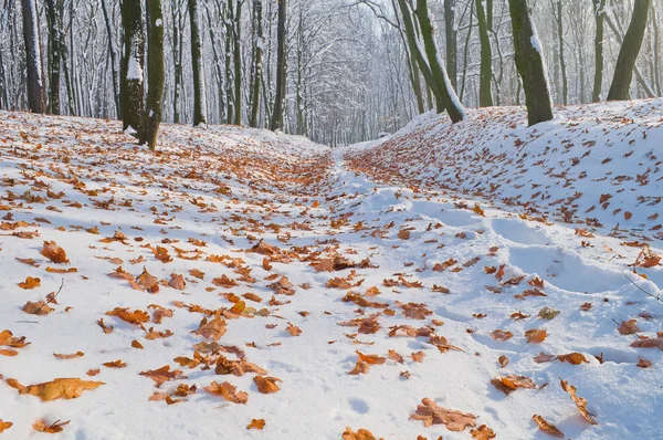 Folhas de outono caídas na neve branca na floresta — Fotografia de Stock