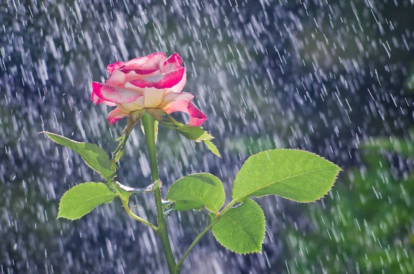 Rose dans le jardin sous la pluie d'été — Photo