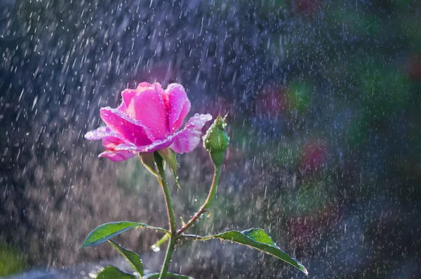 Roses Rose Clair Dans Jardin Été Rai — Photo