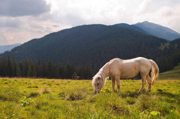 Прекрасная белая лошадь, пасущаяся на лугу. Карпатская гора — стоковое фото