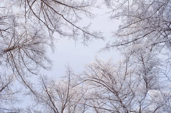 Cime di alberi ricoperte di gelo in una soleggiata mattina d'inverno — Foto Stock
