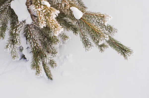 Větev borovice pokryté mrazem na pozadí bílé — Stock fotografie