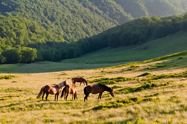 O rebanho de cavalos pastando em prados de montanha. Cárpatos, Ukr — Fotografia de Stock