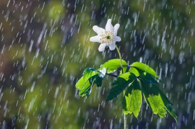 Erken ilkbaharda çiçek Anemone nemorosa r arka planı