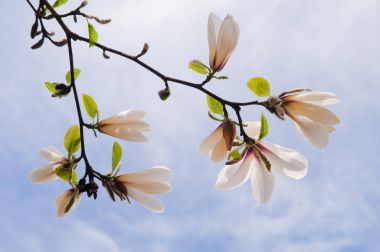 Manolya Kobus. Beyaz ve pembe çiçek magnol çiçek açan ağaç