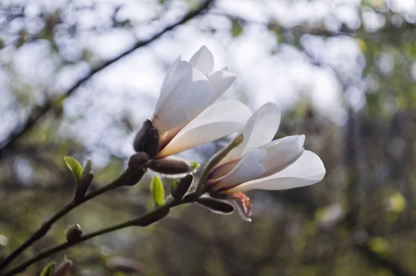 Όμορφο άσπρο magnolia λουλούδια στο φυσικό υπόβαθρο — Φωτογραφία Αρχείου