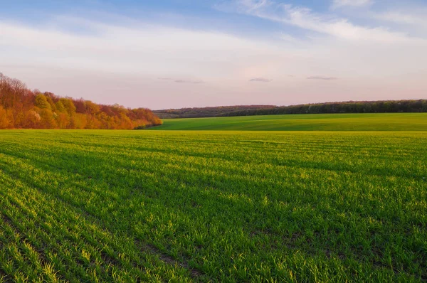 Campo de trigo verde a principios de primavera y el borde del bosque en —  Fotos de Stock