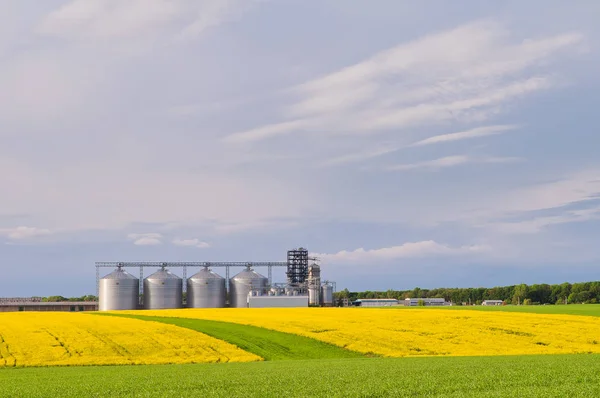 Diversi granai con un campo di fioritura di colza e grano in t — Foto Stock