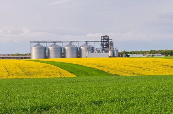 Varios graneros con un campo de floración de canola y trigo en t —  Fotos de Stock