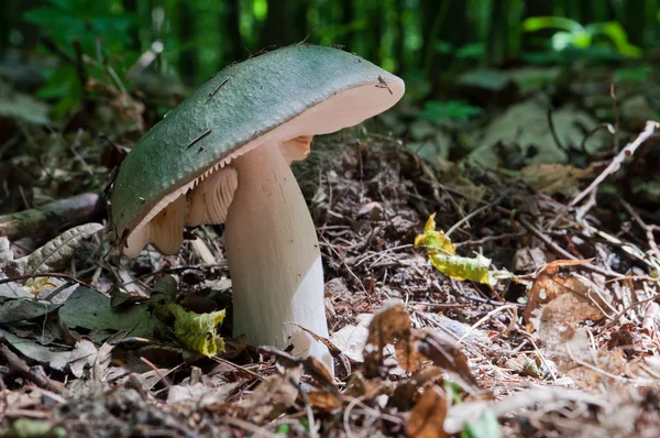 Yenilebilir Russula mantar Russula Aeruginea yeşil eğimli c ile