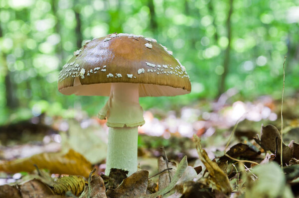 Гриб - колпачок пантеры - Amanita pantherina ядовитый близнец
 