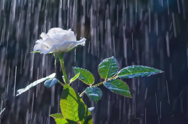 Yavaşça bir damlacık yaz arka planı beyaz gül 