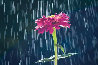 Yağmur damlaları ile mor zinnia çiçeği arka planında izler