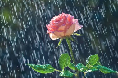 Pembe parça arka plan üzerinde yağmur damlaları yükseldi.