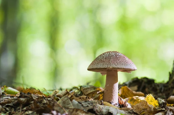 Hermoso hongo marrón creciendo en el bosque. Blusher fu comestible — Foto de Stock