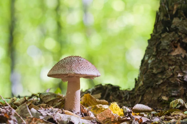 Güzel kahverengi mantar ormanın içinde büyüyen. Yenilebilir allık mantarlar Amanita rubescen