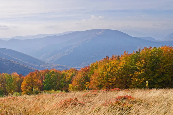 Yellow-orange colors of the autumn forest in the background of r — Stock Photo, Image