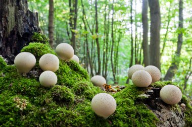 Büyüyen genç mantar Lycoperdon perlatum kümeleri bir için
