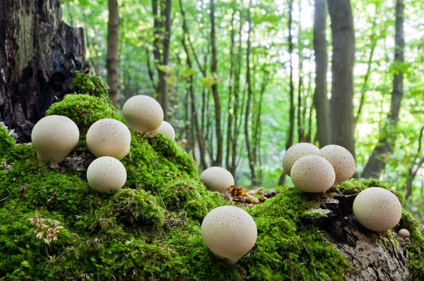 Clusters of young mushrooms Lycoperdon perlatum growing in a for — Stock Photo, Image