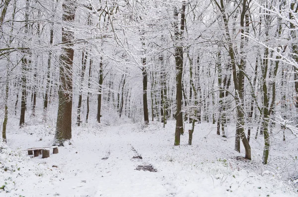 Skogsstigen i snötäckta vintern skog — Stockfoto