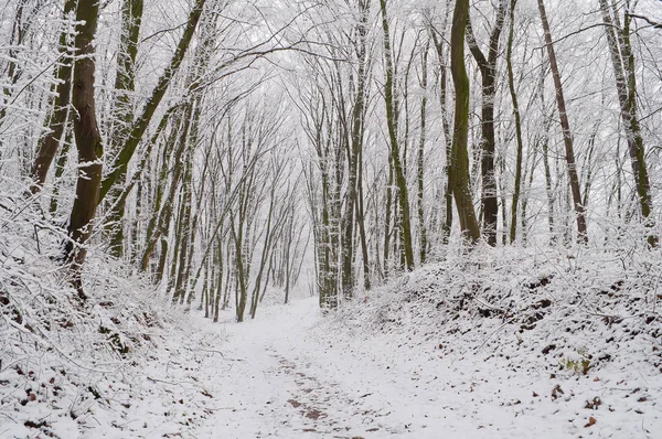 Sendero forestal en bosque invernal cubierto de nieve — Foto de Stock