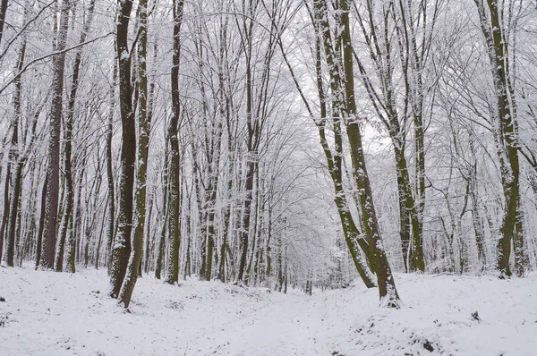 Sendero forestal en bosque invernal cubierto de nieve — Foto de Stock