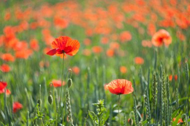 Alanında kırmızı haşhaş çiçek çiçekler