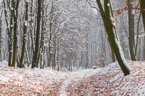 Hojas caídas de otoño sobre nieve blanca en el bosque — Foto de Stock