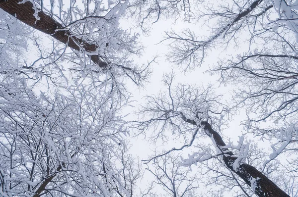 Topparna på träden i skogen är täckt av snö — Stockfoto