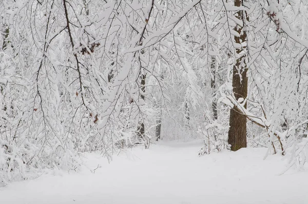 Las ramas de los árboles en el bosque están cubiertas de nieve — Foto de Stock