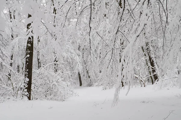 Grenarna av träden i skogen är täckt med snö — Stockfoto