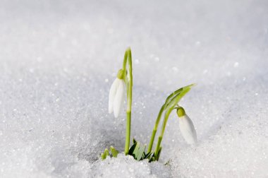 Güzel çiçekler kardelen çıktı altından ilk bahar