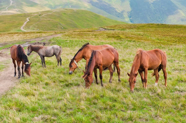 La manada de caballos pastando en los prados de montaña — Foto de Stock