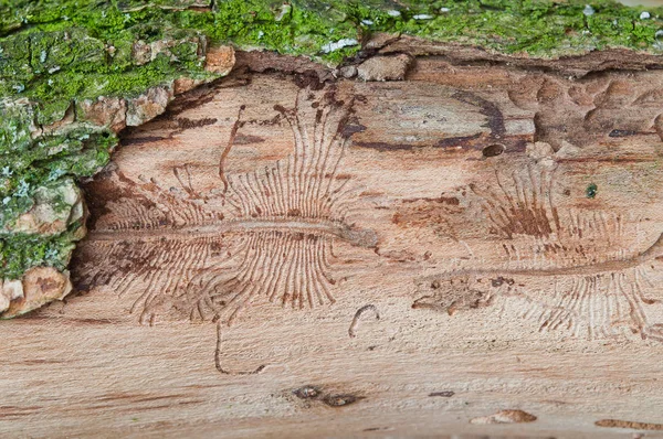 The imprint of the bark beetle under the bark of the tree — Stock Image The imprint of the bark beetle under the bark of the tree Stock Picture