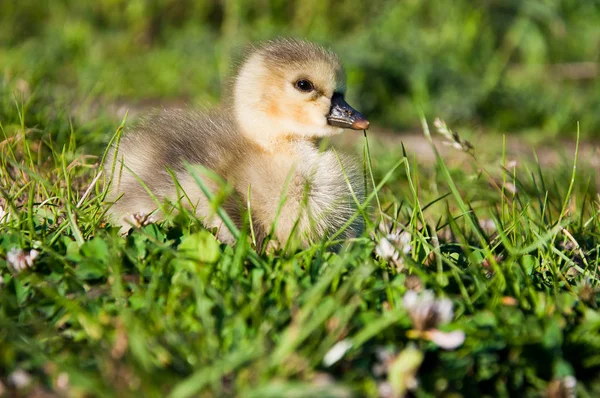 Маленька гуска в зеленій траві — стокове фото