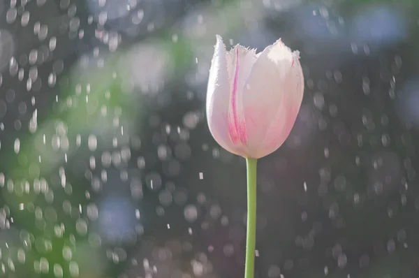 Hellrosa Tulpe Auf Dem Hintergrund Von Blasen Aus Wassertropfen — Stockfoto